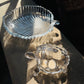 Feng Shui Glass Crystal Tortoise with Plate - Large